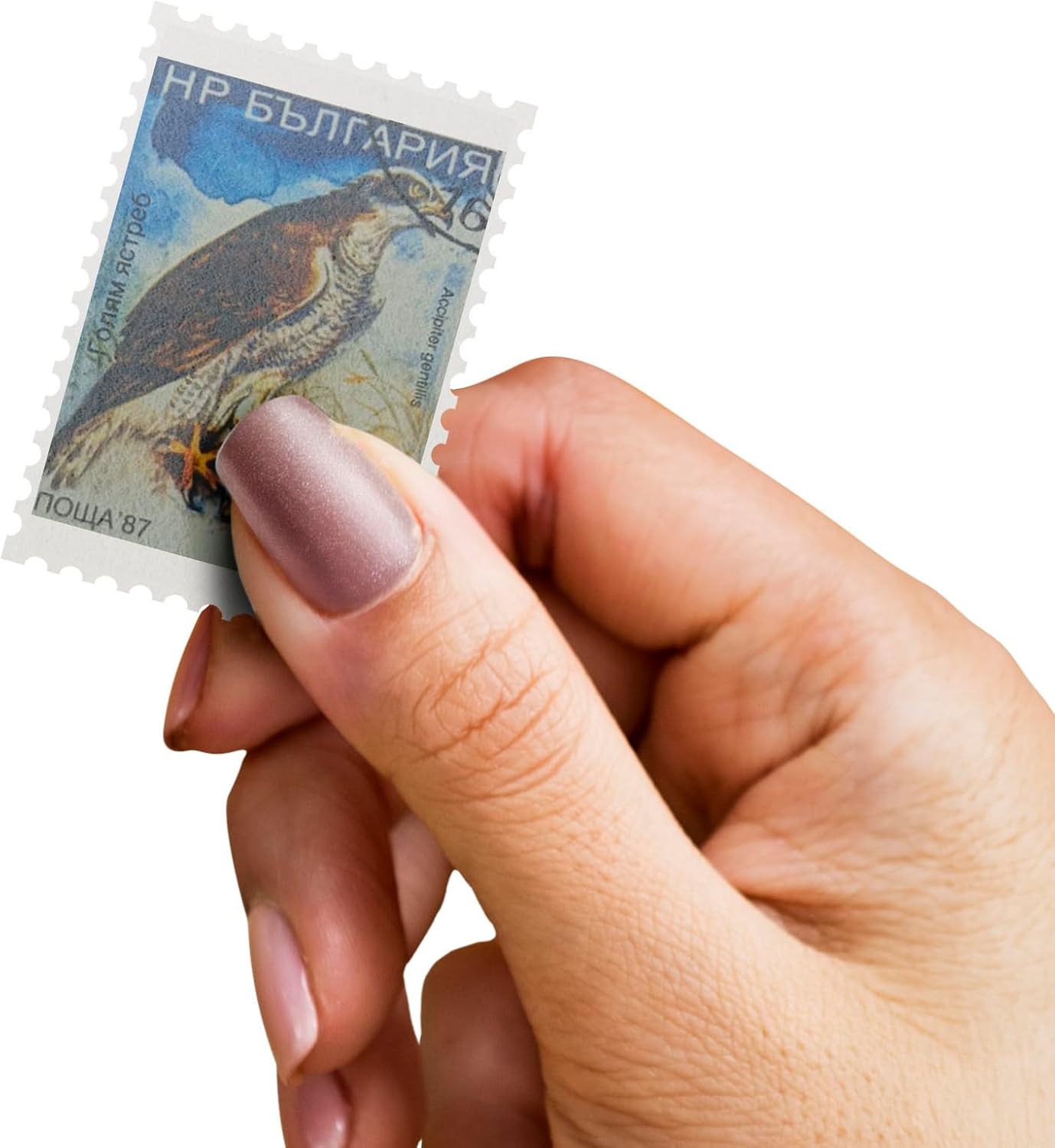 100 Bird Stamps Collection | Collector Album Included